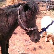 Magic is a Shetland Pony that we rescued in 2010. He was rehabilitated largely by my daughter Kenzie. We sold Magic spring of 2013 to a family in Cedar City, Utah after some great years of owning him. 